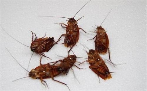 消杀蟑螂的关键因素
