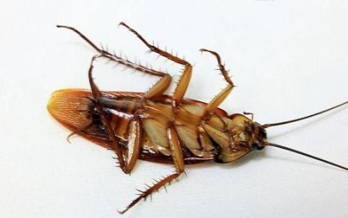 专业杀蟑螂
