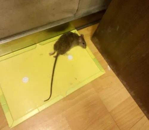灭鼠 灭鼠